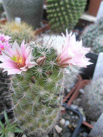 Mammillaria scheldonii de la Lucian - 03.07 - Mammillaria