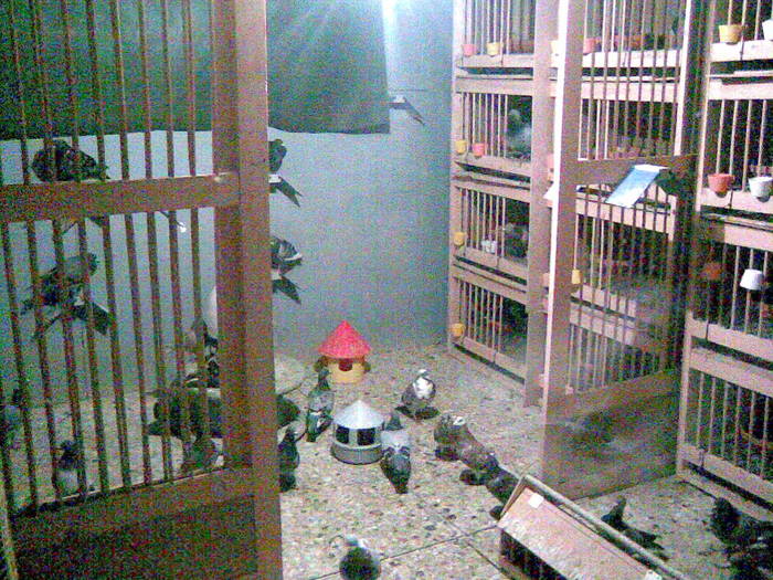 Picture 060 - porumbeii mei