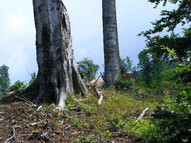 DSCF2951 - Suior Poiana Mlejnita Varful Secatura Creasta Cocosului  din Muntii Guta