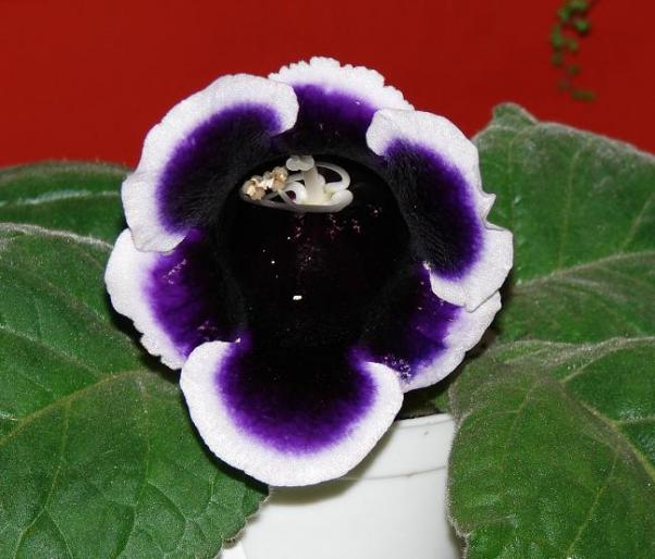 gloxinie mov; de la Ani
