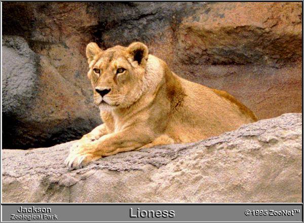 LIONESS