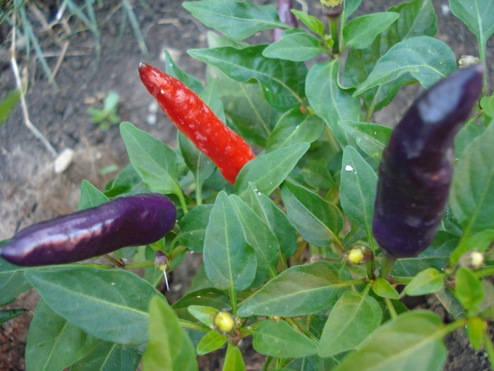 Black-Purple-Red Pepper (2009, Aug.11) - Black Chili Pepper_01