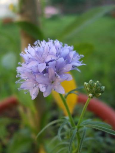 gilia - Flori