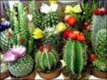 cactus - flori