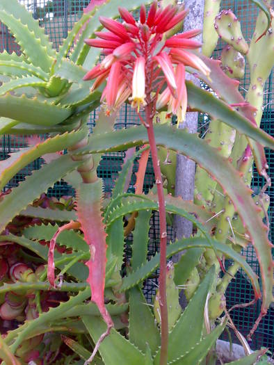 09052009415; aloe maculada
