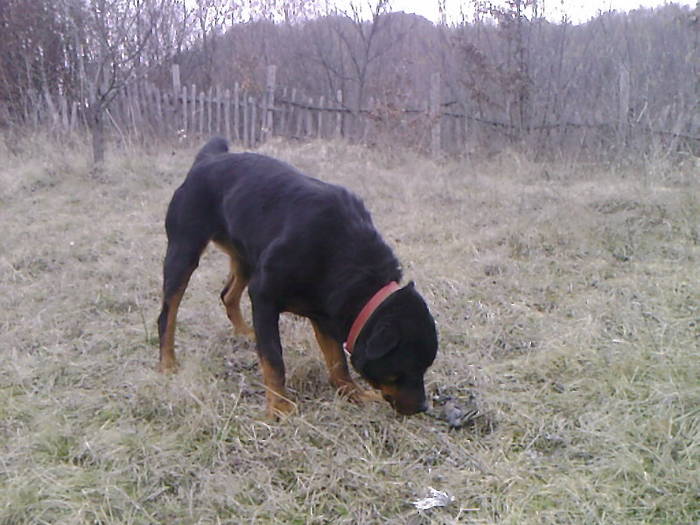 Fotografii-0004 - ROTTWEILER - BELLA