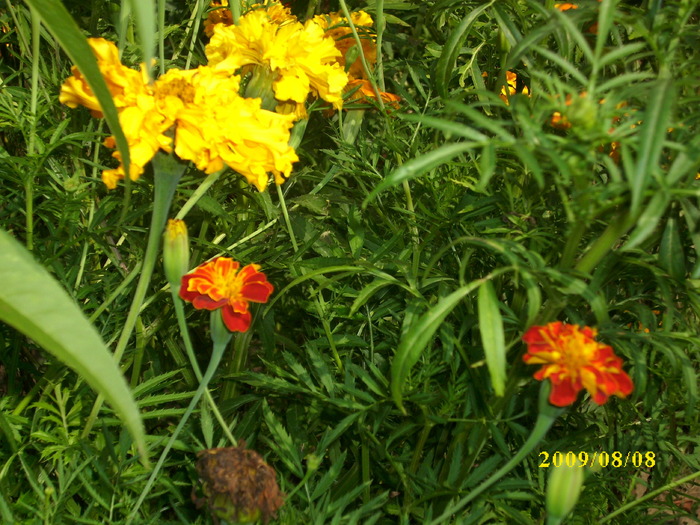 DSCI0714 - flori de salcamsi alte flori