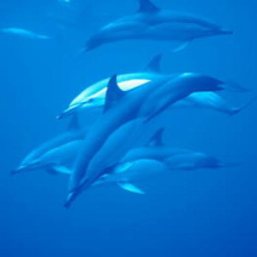 inotand cu delfiniiiiii - PARADISUL delfinilor