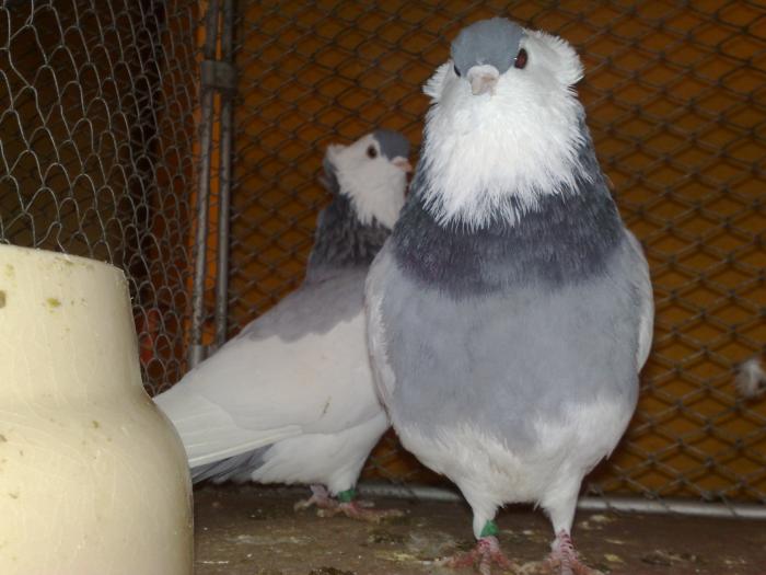 2009-02-14_11-00-28_140220091101