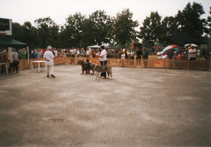 PLOIESTI-HAIDUC-EXC2 - CAINI-EXPOZITI CANINE