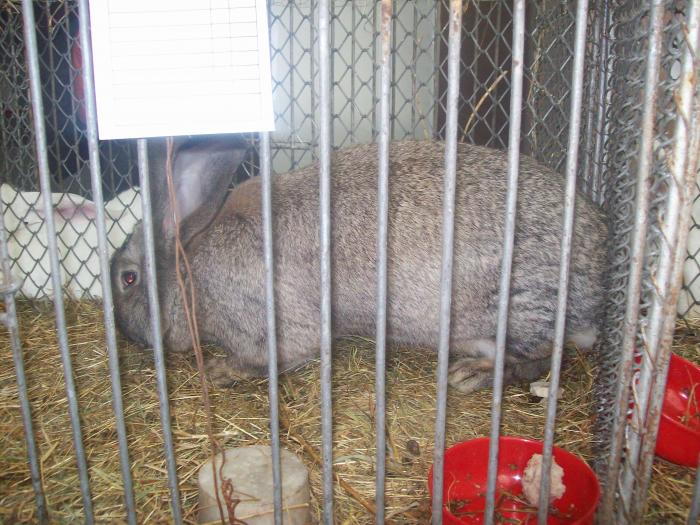 EXPO 2009 .01.09  CLUJ-NAPOCA 050