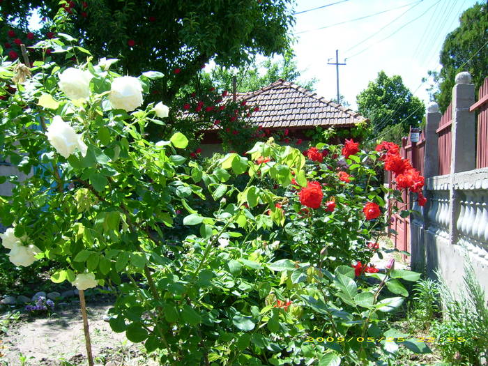 Picture 182 - gradina in 2009