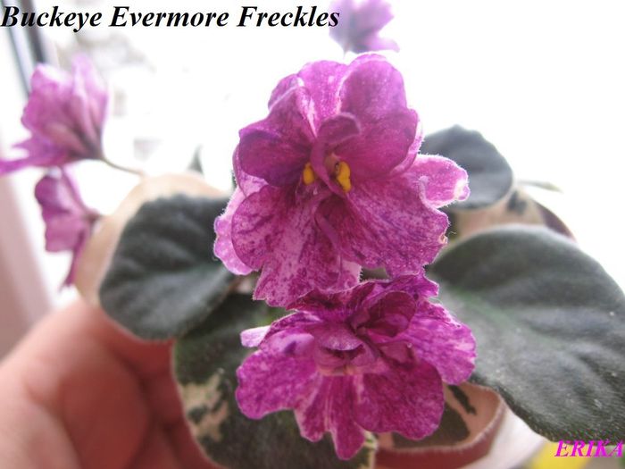 Buckeye Evermore Freckles 2009 dec 18 - Violete de colectie