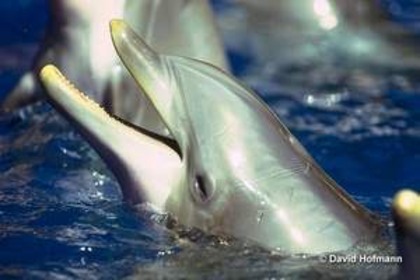 63 - poze cu delfini