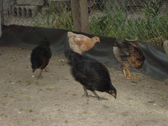 87 - Rate-Gaini-Gaste