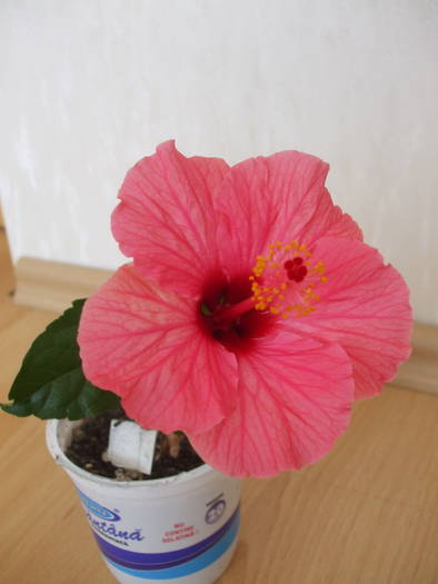 DSCF4500 - hibiscusi