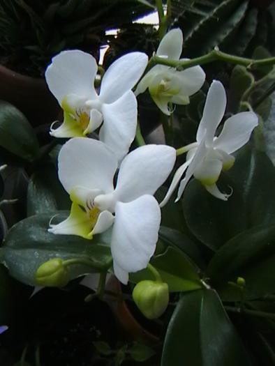 IMGA0802 - orhidee
