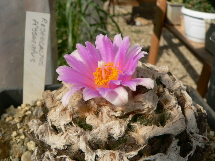 ariocarpus_fissuratus_BB