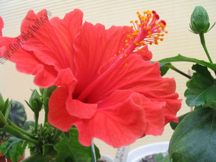Hibiscus Rosu gofrat 1