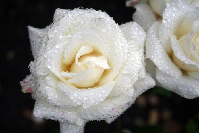 albicu roua roza - Trandafiri albi