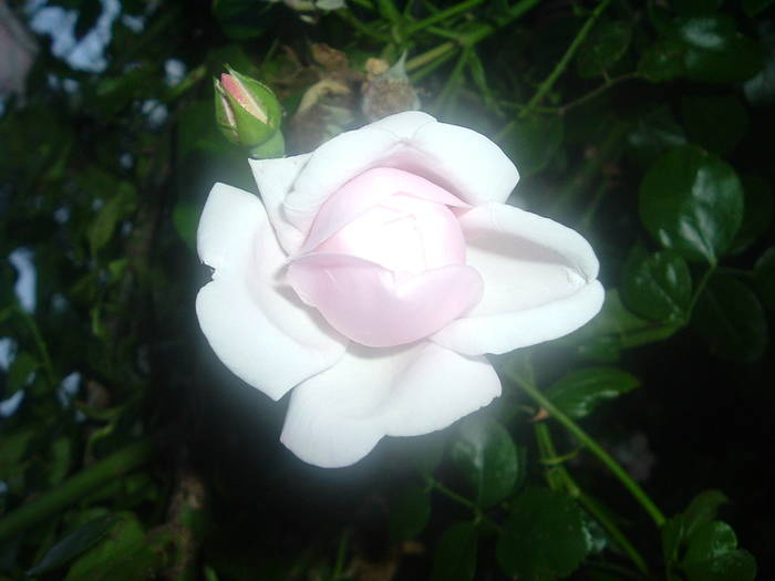DSCF0927; trandafir urcator alb-rose
