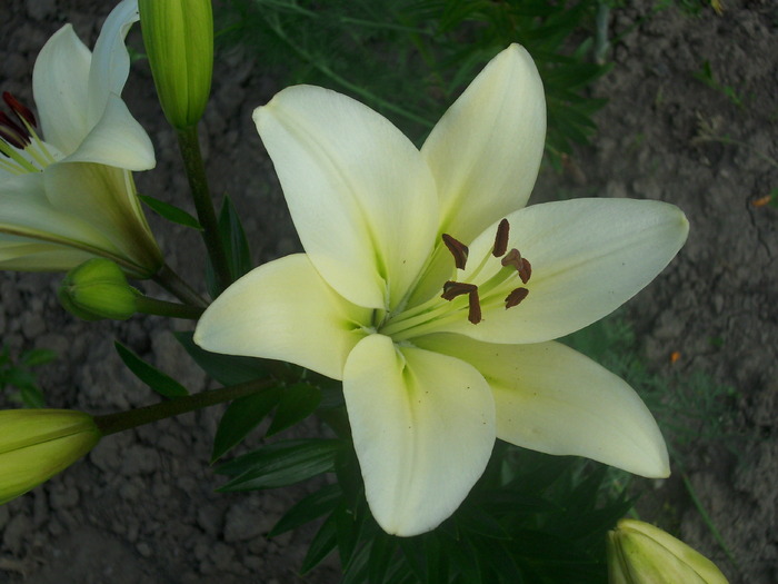 DSCI0647 - flori din gradina mea