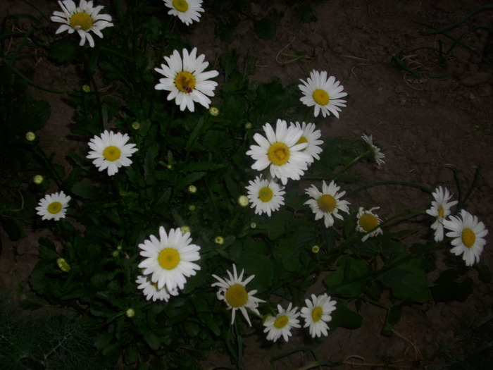 DSCI0039 - flori din gradina mea