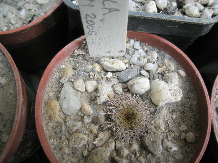 Frailea pumila - cactusi la iernat 2008-2009