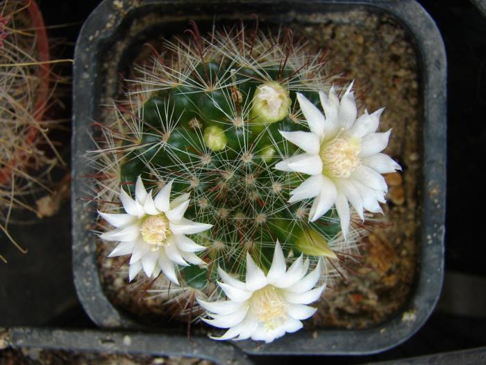 Mammillaria zeilmanniana v albiflora