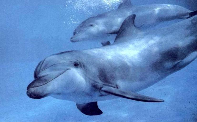 delfinii - Delfini
