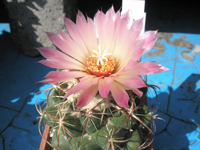 Coryphantha elephantidens - 11.08 - Coryphantha