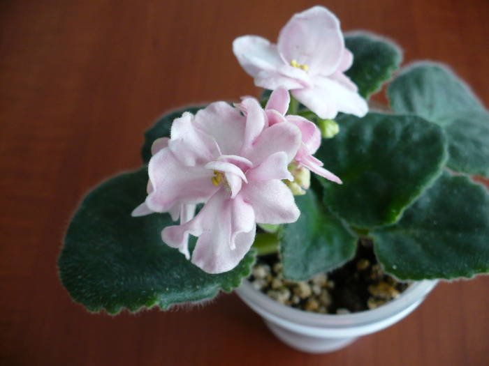 P1150206 - Saintpaulia - violete de camera