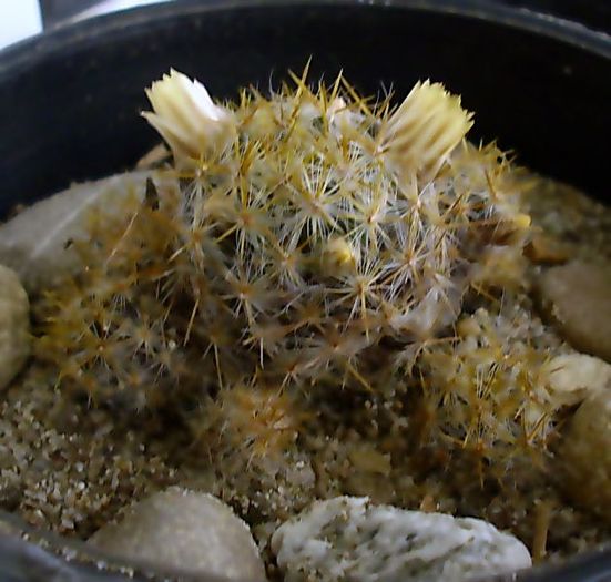 Mammillaria prolifera -flori,martie2009 - Mammillaria