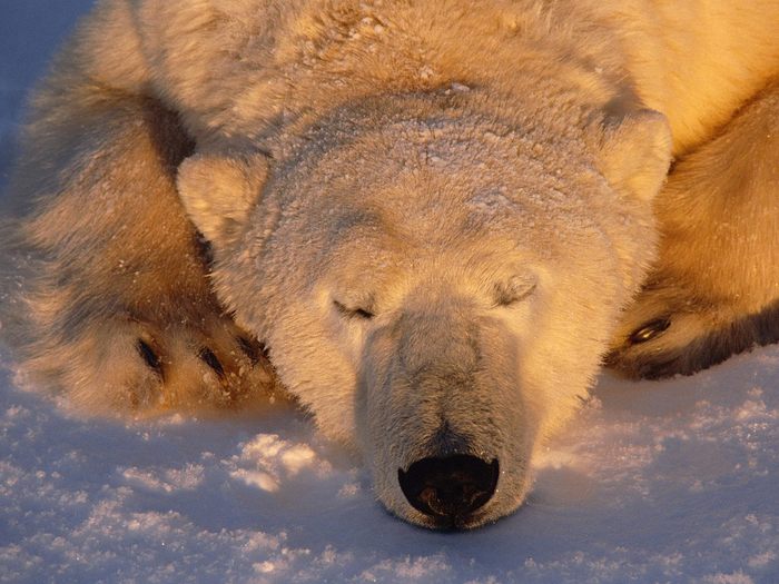 A Sleeping Polar Bear, Churchill, Manitoba, Canada