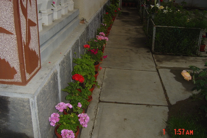 Picture 325 - florile mele in 2009