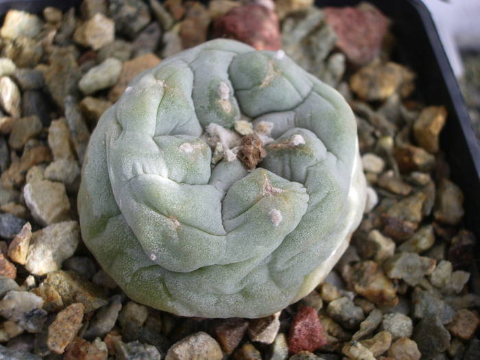 Lophophora difusa - sol mineral - Lophophora