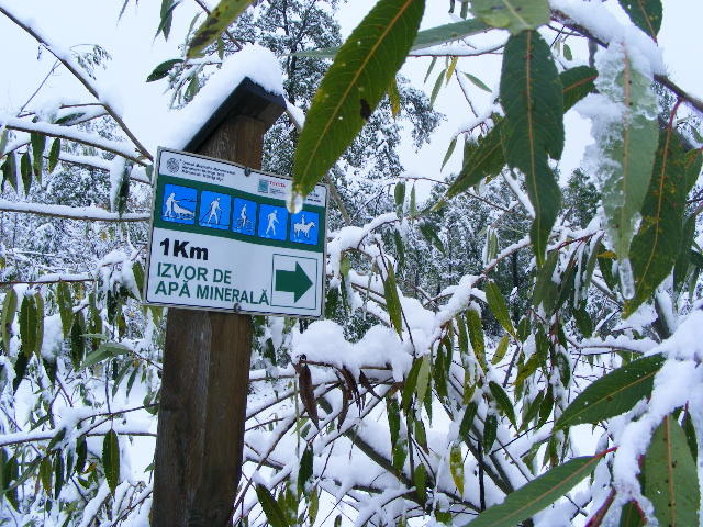 DSCF7314 - ninge in Maramu