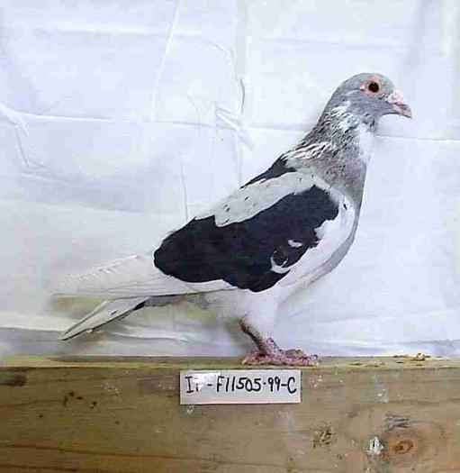 Mosaic Homer cock Black & Lavender (Spread Ash Red)