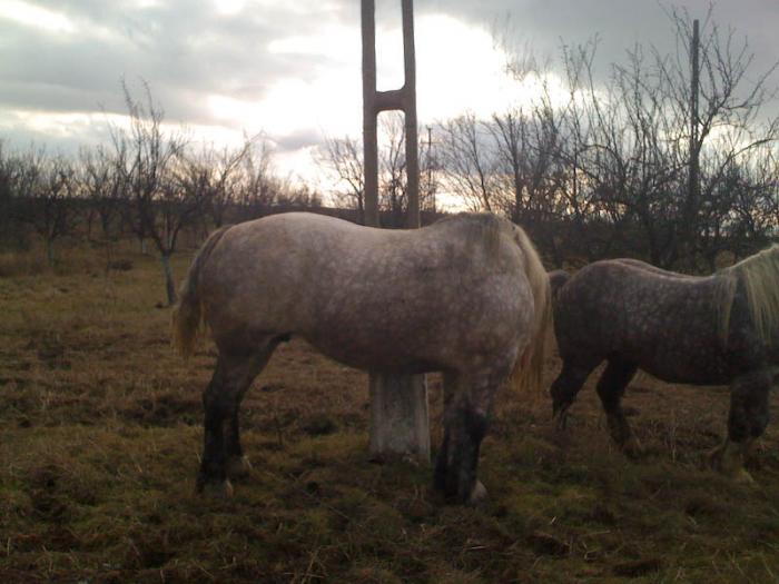 Percheron