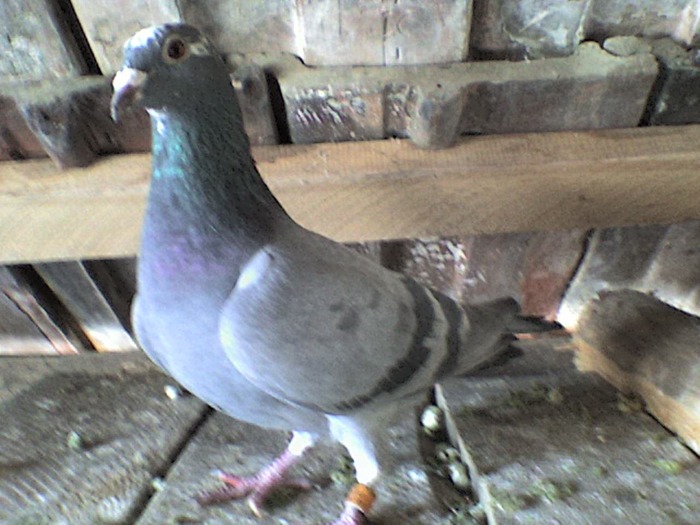 preferata; vanduta in C.de Arges 2008
