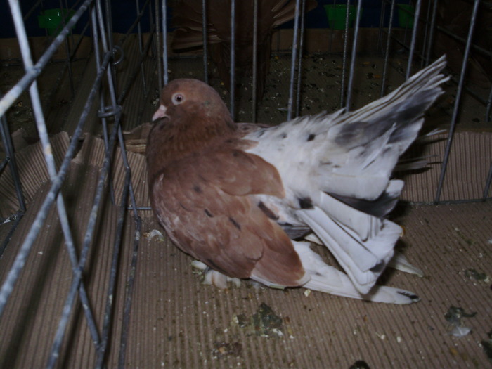 10968 rd 1 - 1507 partea 6a