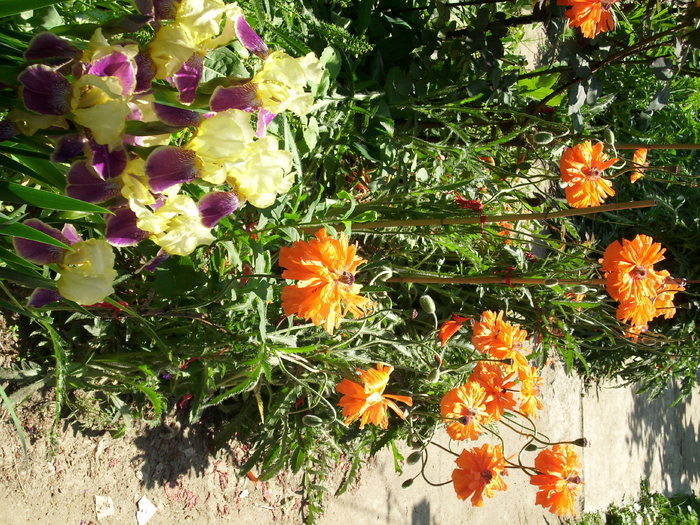DSCI0748 - flori din gradina mea