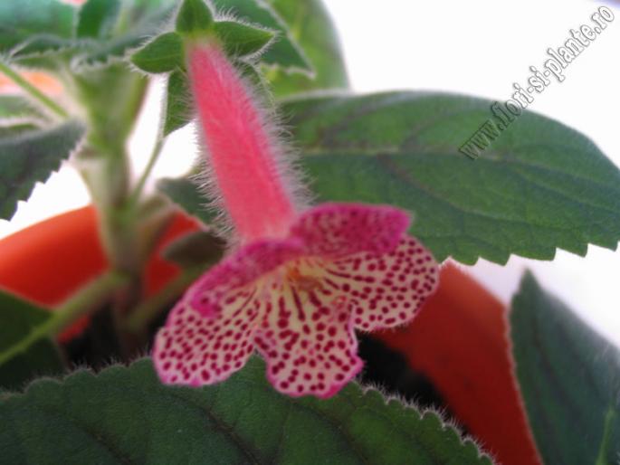 Kohleria Hanna Roberts 5 - KOHLERIA I