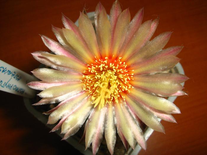 Astro.asterias hb.-floare