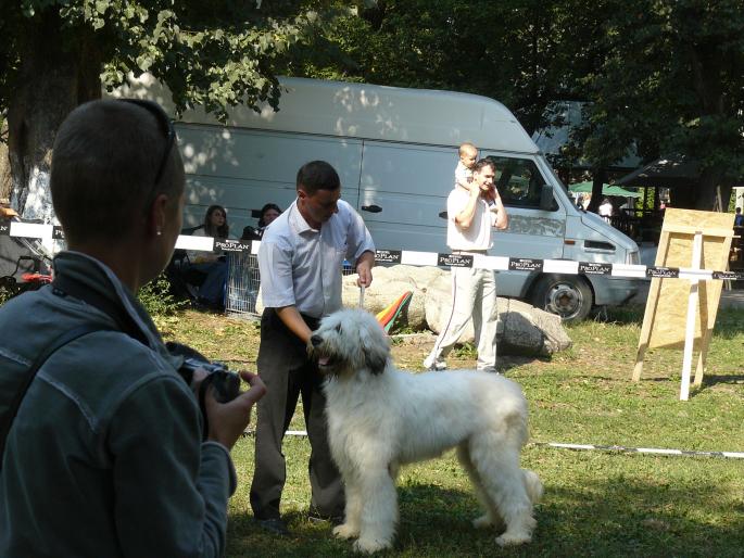 BALAN D'MURESAN; Expo Cacib Tg. Mures 2008
