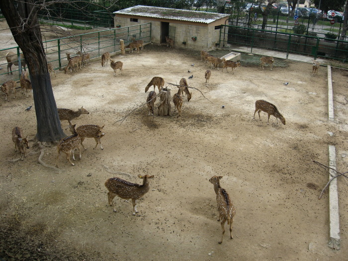 IMG_0482 - Gradina Zoologica din Barcelona