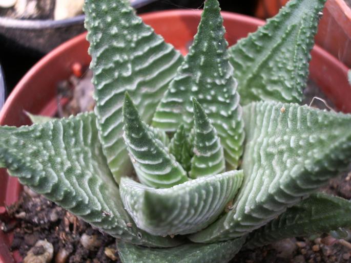 Haworthia limifolia - Suculente