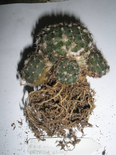 Frailea friedrichii - RADACINI de cactus