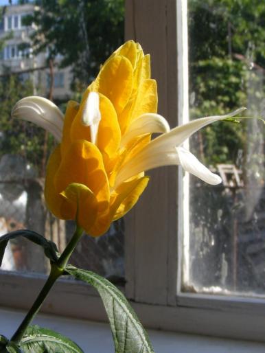 DSCF1711