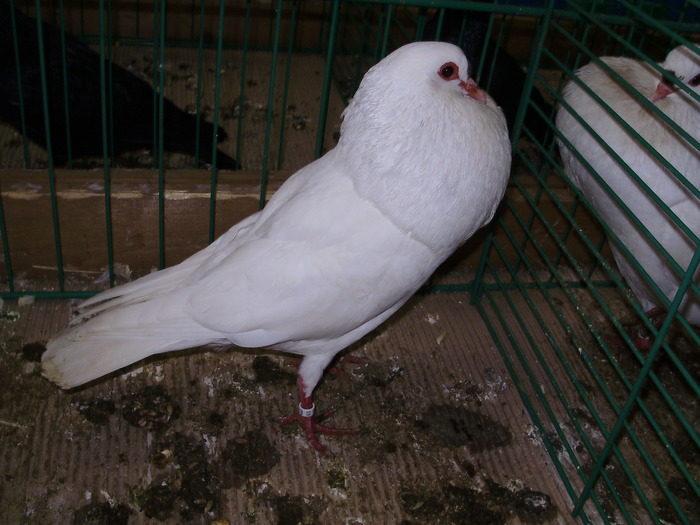 8419a steller kropfer 1